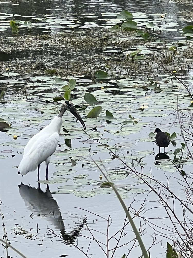 Possum Branch Preserve Image