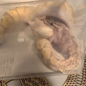 Curious Creatures - Pet Boarding Near Me - Chicago, Illinois