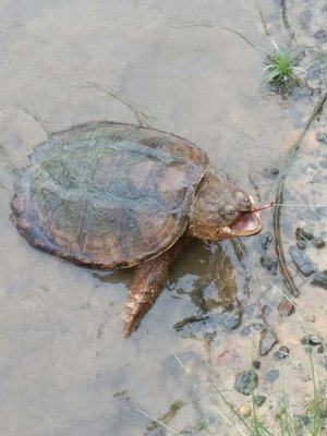 Northern Fauquier Community Park by null