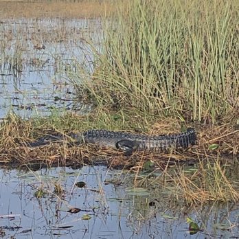 Everglades Nature Tours - Alligator basking in the sun! - Fishing Near Me - Parkland, Florida