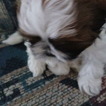 Ben Lomond Animal Clinic - Baby shihtzu - Veterinarians Near Me - Ogden, Utah Ben Lomond Animal Clinic - Baby shihtzu - Veterinarians Near Me - Ogden, Utah