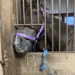 Misty Hollow Horse Farm