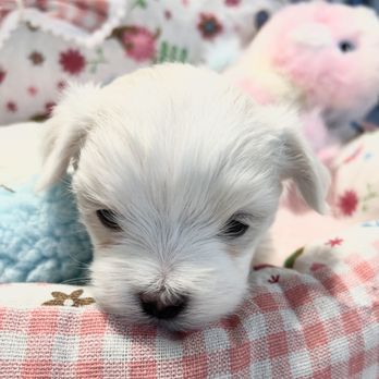 Carisma Maltese - Pet Breeders Near Me Carisma Maltese - Pet Breeders Near Me