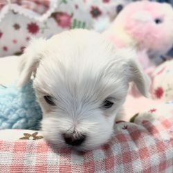 Carisma Maltese
