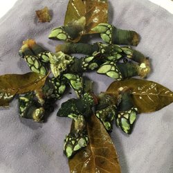 O Fado - Flavorful percebes (gooseneck barnacles)