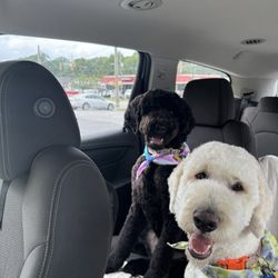 The Doodle Groomer - Leaving the doodle groomers and headed home to show mom how fresh we look.