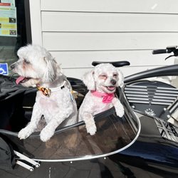 Doggie Salon & Spa