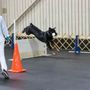 Photo of K9Kapers Dog Training
