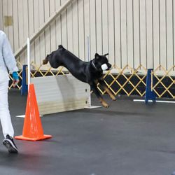 K9Kapers Dog Training