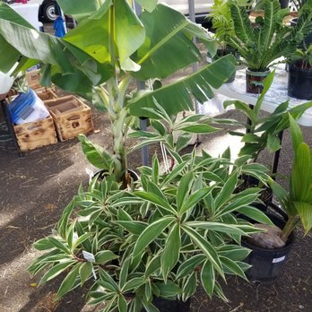 Gratitude Greenhouse - See the banana tree? - Gardeners Near Me Gratitude Greenhouse - See the banana tree? - Gardeners Near Me