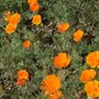 Fresno State Floral