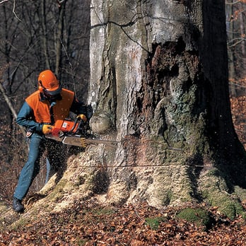 Dennis Harrington Tree Service - We use STIHL saws-Best Quality - Tree Services Near Me - Madison, Wisconsin Dennis Harrington Tree Service - We use STIHL saws-Best Quality - Tree Services Near Me - Madison, Wisconsin