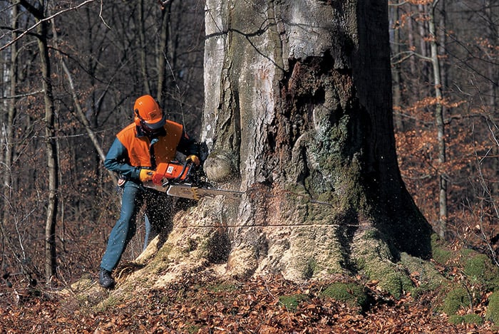 Dennis Harrington Tree Service - tree service in Madison, WI