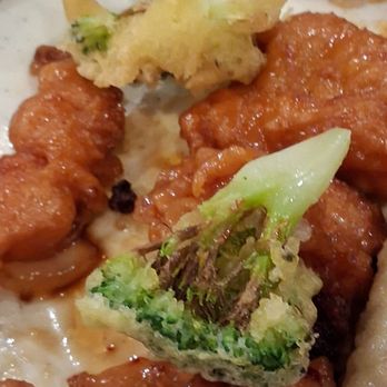 Hibachi Buffet - Buffets Near Me - Bullhead City, Arizona Hibachi Buffet - Buffets Near Me - Bullhead City, Arizona