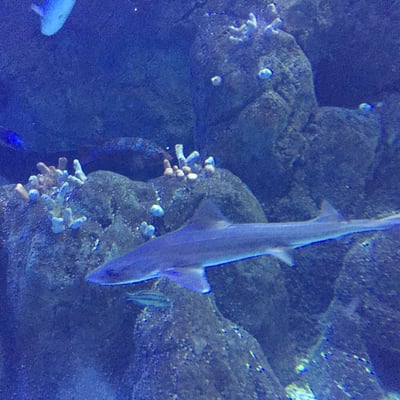 National Marine Aquarium by null