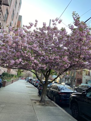 Fort Hamilton by null