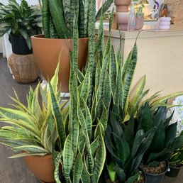 Snake plants for the win