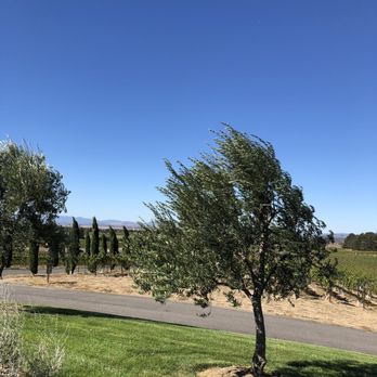 Roots Run Deep Winery - Great looking vines - Wineries Near Me - Napa, California