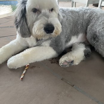 Foothills Pet Resort - Ahwatukee - Loki - Pet Groomers Near Me - Phoenix, Arizona
