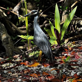 The Kampong - Botanical Gardens Near Me - Coconut Grove, Florida