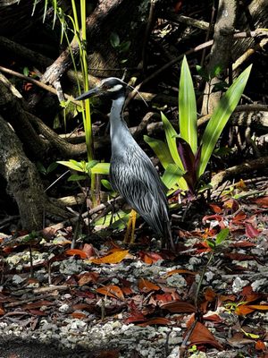The Kampong, National Tropical Botanical Garden by null