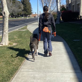 Rachel's Dog Training - Doing much better on leash. - Pet Training Near Me Rachel's Dog Training - Doing much better on leash. - Pet Training Near Me