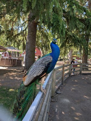 Beacon Hill Park by null