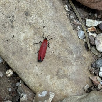 West Fork Trail - A bug I encountered - Hiking Near Me - Sedona, Arizona