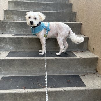 Easy Breezy Pet Groom & Grub - Olivia's great work on my dog! - Pet Stores Near Me - La Mesa, California Easy Breezy Pet Groom & Grub - Olivia's great work on my dog! - Pet Stores Near Me - La Mesa, California