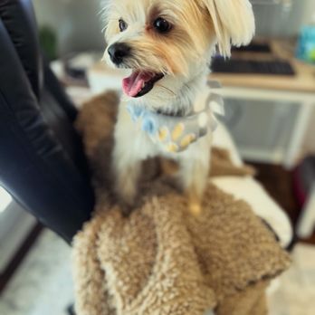 Pop Up Pet Spa - Pet Groomers Near Me