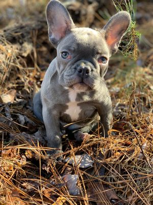 Ethical Frenchie by null