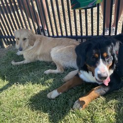 The Bark Park & Patio