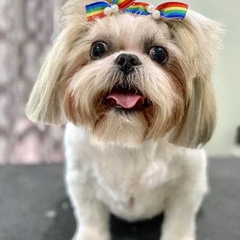 Bubble Tubs For Dogs - Best Grooming for older pups - Pet Groomers Near Me - Kennesaw, Georgia Bubble Tubs For Dogs - Best Grooming for older pups - Pet Groomers Near Me - Kennesaw, Georgia