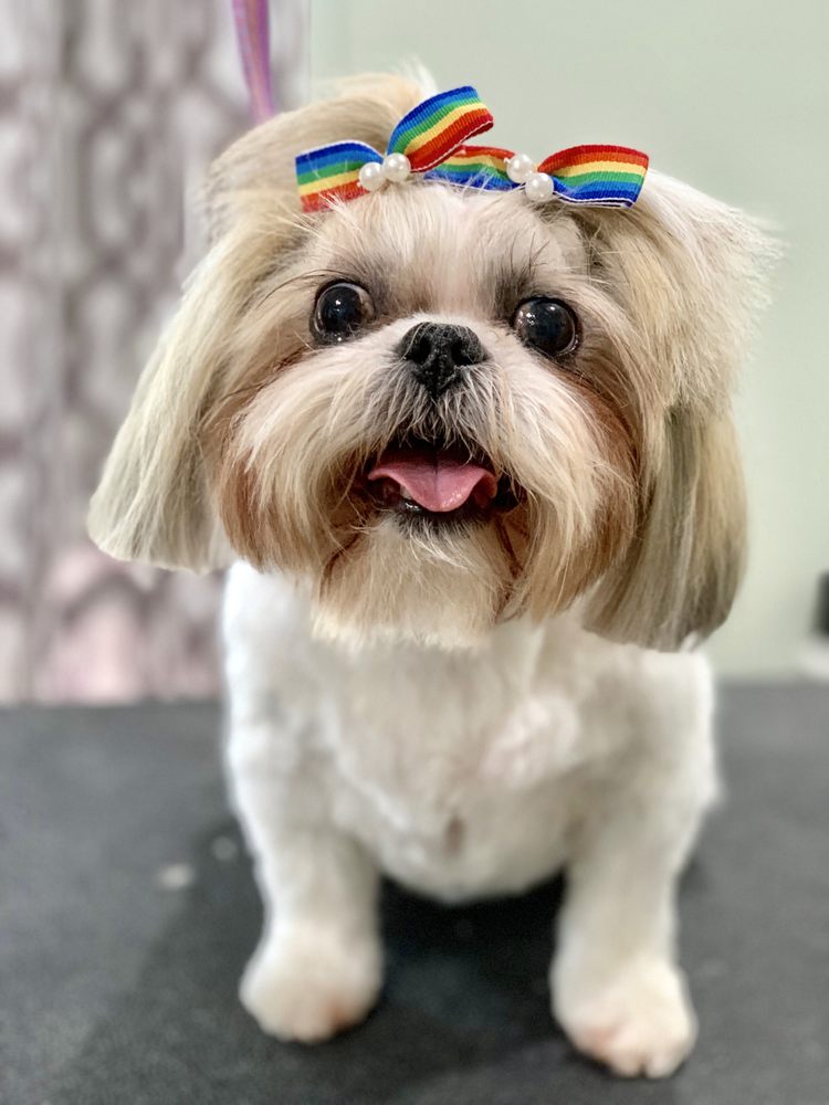 BUBBLE TUBS FOR DOGS Updated September 2024 38 Photos & 29 Reviews