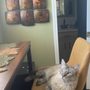 Photo of Hawkins County Humane Society