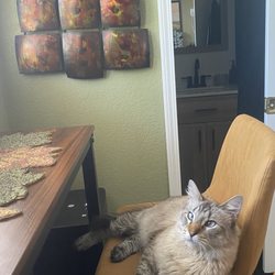 Hawkins County Humane Society - Our kitty baby