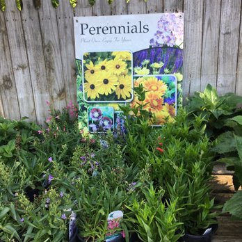 King's Greenhouse - Perennial - Nurseries & Gardening Near Me - Stallings, North Carolina King's Greenhouse - Perennial - Nurseries & Gardening Near Me - Stallings, North Carolina