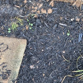 Tony and Son's Landscaping - Weeds! - Lawn Services Near Me - Murfreesboro, Tennessee