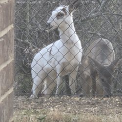 Overlook at Indian Trail - Piebald deer feeding beside a whitetail deer