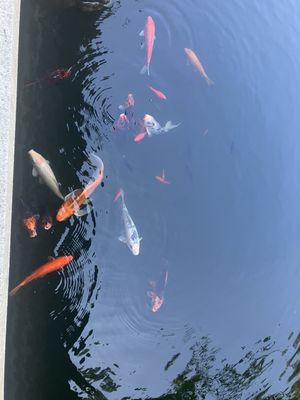 New York Chinese Scholar's Garden, Snug Harbor Cultural Center by null