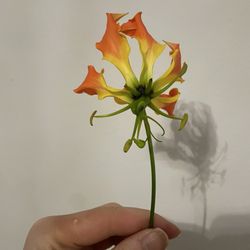 New York Insight Meditation Center - Henry's lily