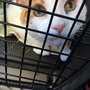 East Orange Animal Hospital