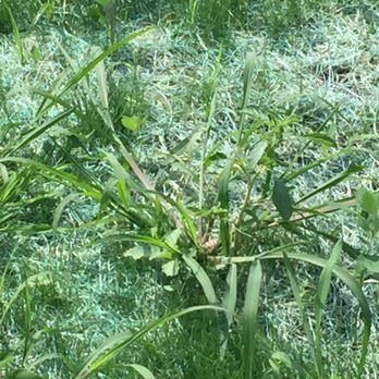 Ted Collins Tree & Landscape - Returning weeds within 2 weeks that I was told were grass. - Landscaping Near Me - Victor, New York Ted Collins Tree & Landscape - Returning weeds within 2 weeks that I was told were grass. - Landscaping Near Me - Victor, New York