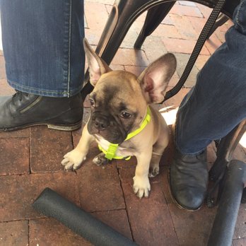 Eureka! - Morty enjoying lunch on the patio! Great dog friendly spot! - American Near Me - Santa Barbara, California