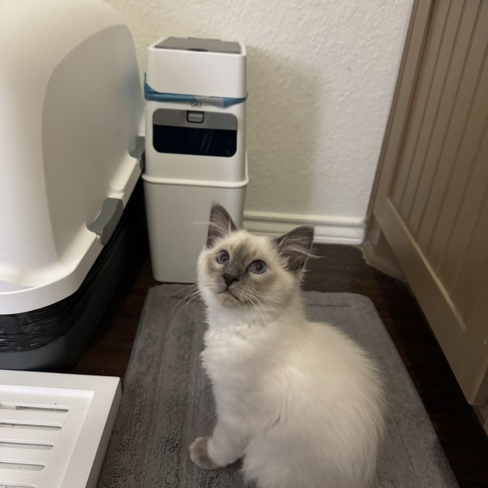 Tresor Cats - Pet Breeders Near Me Tresor Cats - Pet Breeders Near Me