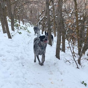 Dirt Runner Dogs - Snow much fun! - Dog Walkers Near Me - Salt Lake City, Utah Dirt Runner Dogs - Snow much fun! - Dog Walkers Near Me - Salt Lake City, Utah