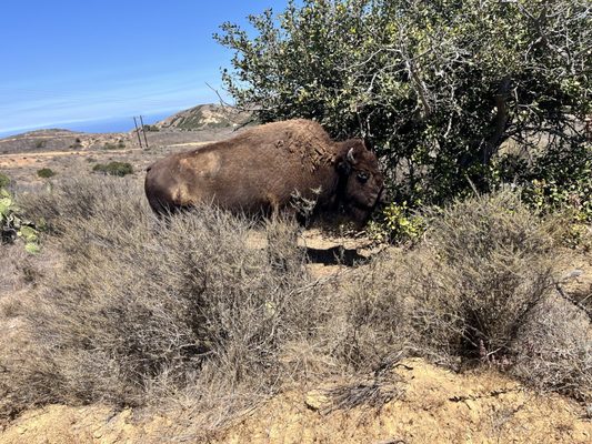 Catalina Island Conservancy Trailhead by null
