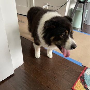 Tanya's Mobile Grooming Houston - Border Collie - Pet Groomers Near Me - Houston, Texas Tanya's Mobile Grooming Houston - Border Collie - Pet Groomers Near Me - Houston, Texas