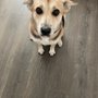 Photo of Wagging Tails