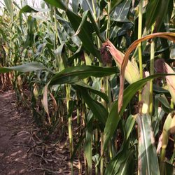 Bonadeo Farm - Corn Maze